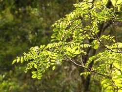 The deciduous acacia canopy as the light filters through.