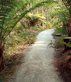 The completed track soon after construction. The ferns are starting to soften the edges and provide a lovely ambience for this part of the route.