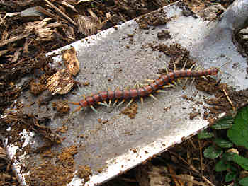Biodiversity comes in all shapes and sizes this magnificent centipede was disturbed during a planting session.  We gently returned it to its habitat, and hope it is doing well